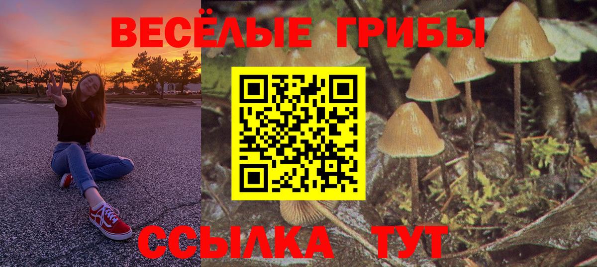 Псилоцибиновые грибы Psilocybe Мытищи